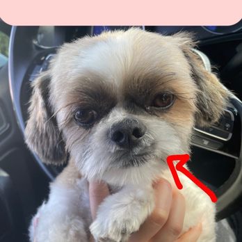 Bow Wow Meow - Menlo Park - Shih-tzu - Pet Groomers Near Me - Menlo Park, California Bow Wow Meow - Menlo Park - Shih-tzu - Pet Groomers Near Me - Menlo Park, California