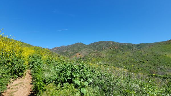 Zuma Canyon Trail by null