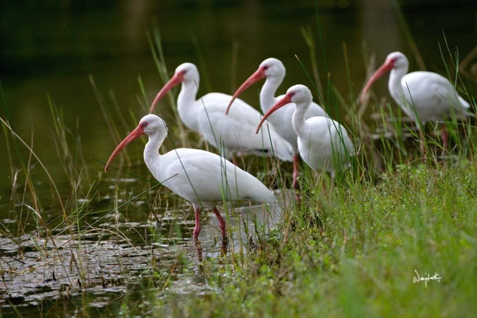 Shansumako Farm - equestrian in Malabar, FL