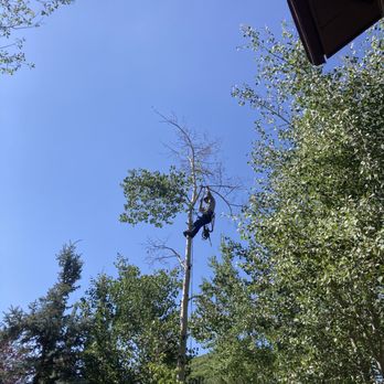 Empire Tree Service - Jake - Scaling up high to make my tree happy! - Tree Services Near Me Empire Tree Service - Jake - Scaling up high to make my tree happy! - Tree Services Near Me