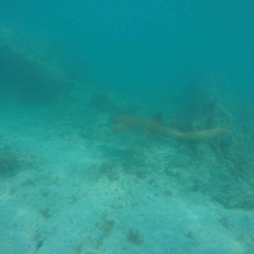 Maho Bay - Nurse shark - Beaches Near Me - St John, Virgin Islands