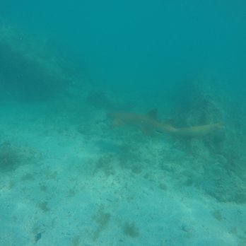 Maho Bay - Nurse shark - Beaches Near Me - St John, Virgin Islands