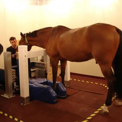South Shore Equine Clinic - Standing MRI
