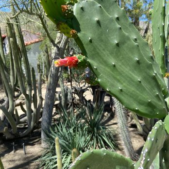 Moorten Botanical Garden - Nurseries & Gardening Near Me - Palm Springs, California Moorten Botanical Garden - Nurseries & Gardening Near Me - Palm Springs, California