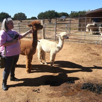 Que Sera Alpacas - Meeting the younger ladies and a few crias. - Ranches Near Me - Santa Fe, New Mexico Que Sera Alpacas - Meeting the younger ladies and a few crias. - Ranches Near Me - Santa Fe, New Mexico