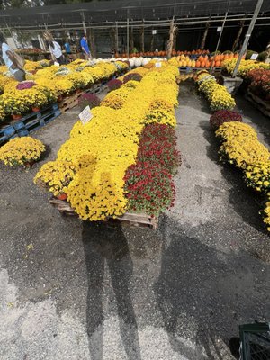 Cayce Farmer's Market by null