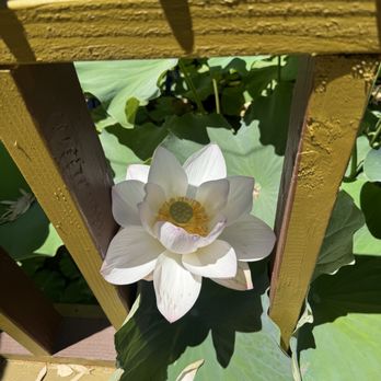 Lotus Pond - Public Markets Near Me - Sanger, California Lotus Pond - Public Markets Near Me - Sanger, California
