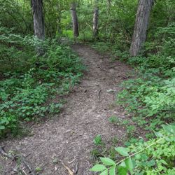 Frank Hosea Woods - Frank Hosea Woods, Mason OH