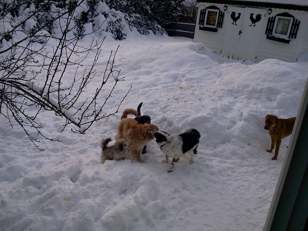 PARADE OF PETS 11 Photos Belmont, Massachusetts Pet Services