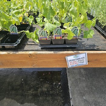 Pesche's Flowers - nope, not 1.69 as advertised, 2.99 when rung up at register. - Nurseries & Gardening Near Me - Des Plaines, Illinois