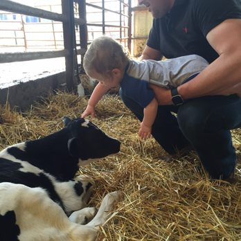 Shatto Milk - Petting the baby calves (you can do this even if you don't take the tour!) - Tours Near Me - Osborn, Missouri Shatto Milk - Petting the baby calves (you can do this even if you don't take the tour!) - Tours Near Me - Osborn, Missouri