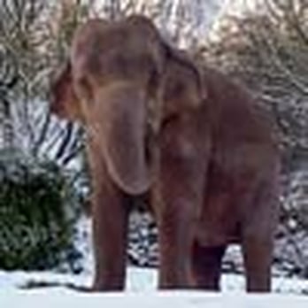 Belfast Zoo - Zoos Near Me - Belfast, BFS