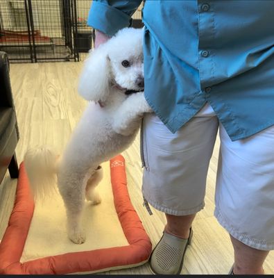 Rovers Stay Over - Located in Johnson City, Tennessee, Rovers Stay Over specializes in providing personalized dog daycare and boarding services. Our smaller scale allows us to focus on your dog's individual needs, ensuring they receive the love and attention they deserve while you're away.