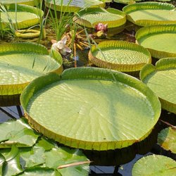 Botanischer Garten Augsburg - Wasserrosen