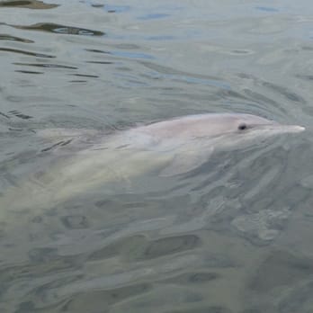 Dolphin Research Center - Tours Near Me - Marathon, Florida Dolphin Research Center - Tours Near Me - Marathon, Florida