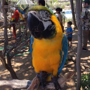 Free Flight - Animal Shelters Near Me - Del Mar, California Free Flight - Animal Shelters Near Me - Del Mar, California