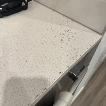 The Haven at Deer Creek - Weekly ant infestation - Apartments Near Me - Petaluma, California The Haven at Deer Creek - Weekly ant infestation - Apartments Near Me - Petaluma, California