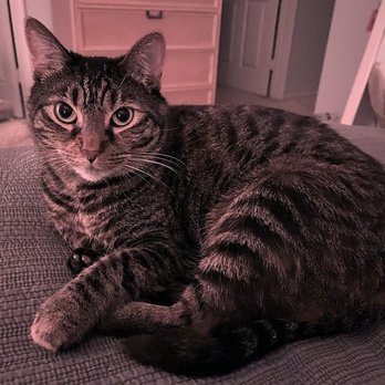 Pet Minders - Kismet - Pet Sitting Near Me Pet Minders - Kismet - Pet Sitting Near Me
