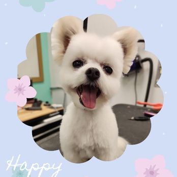 Puff & fluff - Pet Groomers Near Me - Livonia, Michigan Puff & fluff - Pet Groomers Near Me - Livonia, Michigan
