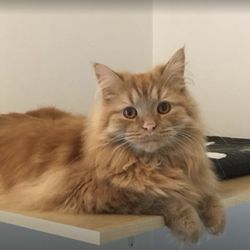 Kattpensionat Upplands Väsby - En av våra gäster