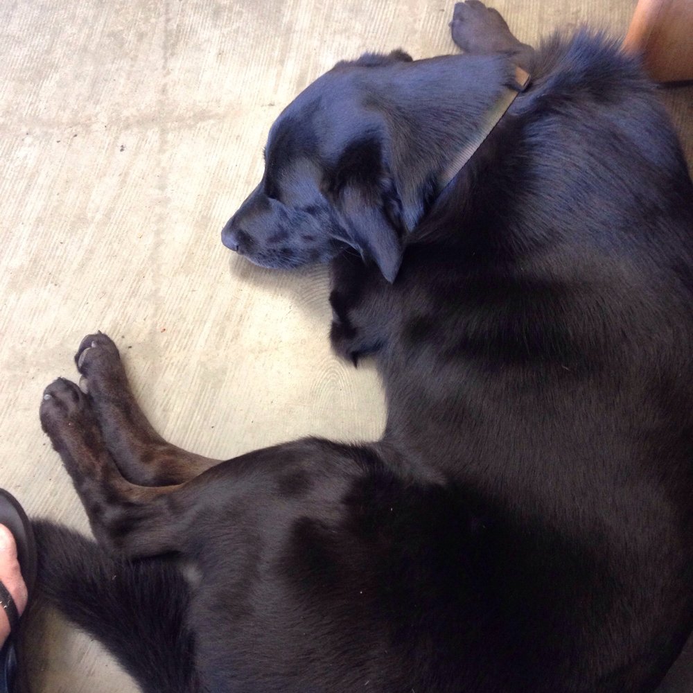 Eschen Automotive - Dog friendly, too! - Auto Repair Near Me - Bellevue, Washington Eschen Automotive - Dog friendly, too! - Auto Repair Near Me - Bellevue, Washington