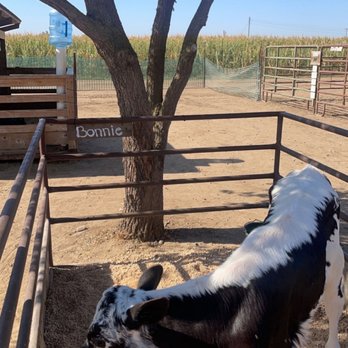 Keema's Pumpkin Farm - Animals - CSA Near Me - Elk Grove, California