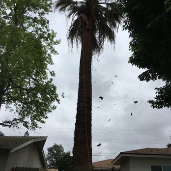 Perez Tree Care - Tree Services Near Me Perez Tree Care - Tree Services Near Me