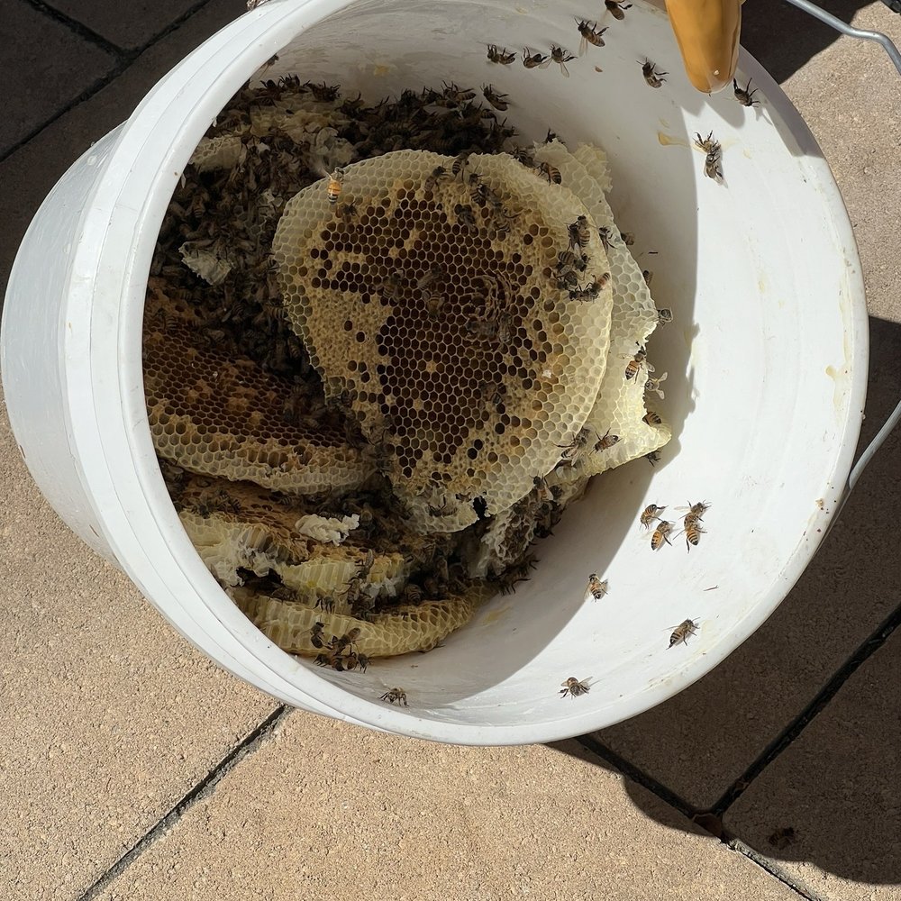 Beekeeper's Removal - Pest Control Near Me Beekeeper's Removal - Pest Control Near Me