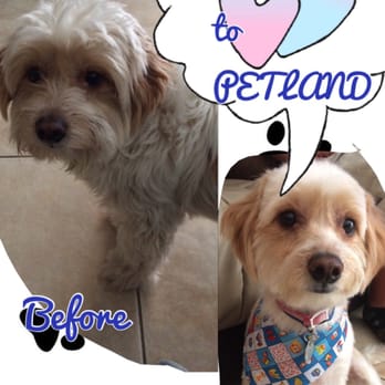 Pet Land - My lovely dog after being groomed and bathed!! - Pet Groomers Near Me Pet Land - My lovely dog after being groomed and bathed!! - Pet Groomers Near Me