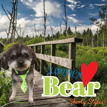 Shorty Styles - This is his July pose - Pet Groomers Near Me - Chicago, Illinois