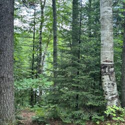 Widewaters Campground - Tiny view of the water from our site.