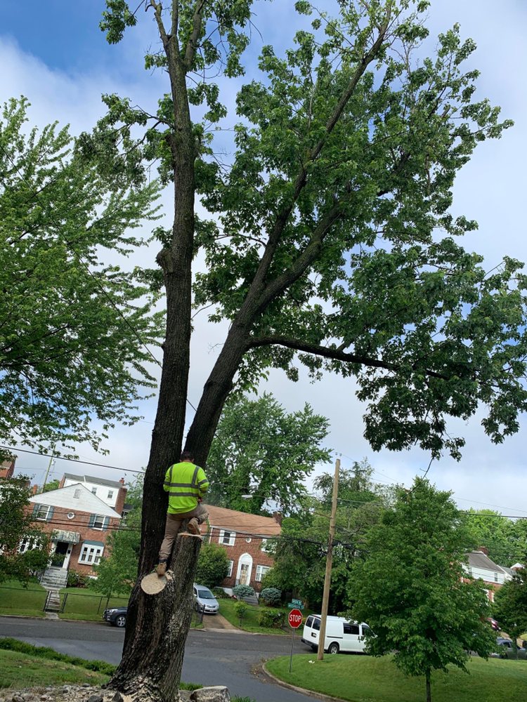 Slide of Bonilla Lumber Jacks