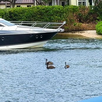 Lighthouse Point Marina - Lighthouse Point Marina - Boating Near Me - Lighthouse Point, Florida Lighthouse Point Marina - Lighthouse Point Marina - Boating Near Me - Lighthouse Point, Florida