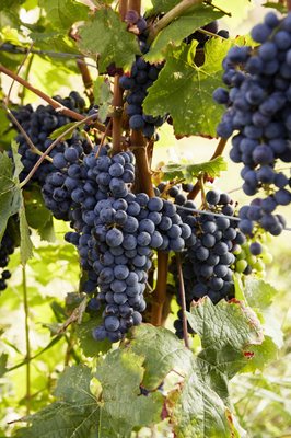 Hermann J. Wiemer Vineyard by null