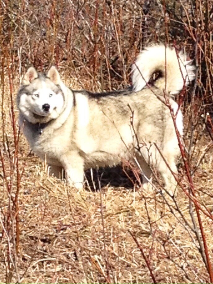 CHESTER VALLEY VETERINARY HOSPITAL Updated August 2024 37 Reviews