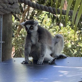 Palm Beach Zoo - Zoos Near Me - West Palm Beach, Florida