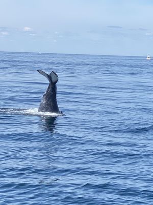 Hyannis Whale Watcher Cruises by null