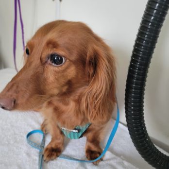 Pookie's Pet Style - Pet Groomers Near Me - Galesburg, Illinois Pookie's Pet Style - Pet Groomers Near Me - Galesburg, Illinois