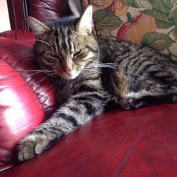 College Crest Guest House - This is Wayne, the house cat :)