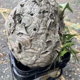 Hive Hive