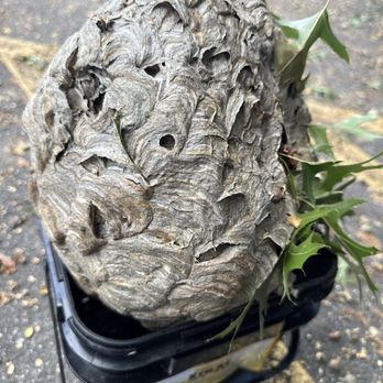 Arterix Pest Control - Hive - Pest Control Near Me Arterix Pest Control - Hive - Pest Control Near Me