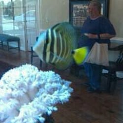 Eye Care & Surgery - A flying fish