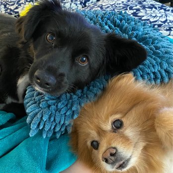 Underdogs Long Beach - Mora and Richard - Pet Training Near Me
