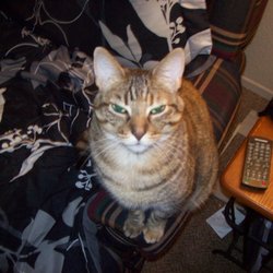 Las Casitas Mobile Home Park - I lived in your trailer and I just want my cat please can you share it please