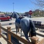 Photo of Dixie Gallopalooza Horse