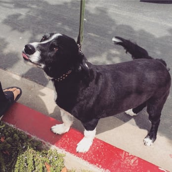 Petco - Pet Stores Near Me - El Cerrito, California