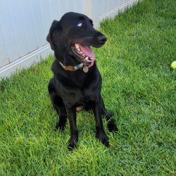 Loving Paws Dog Boarding & Daycare