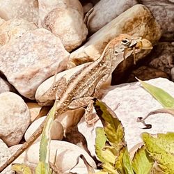 Royal Palm Pest Control
