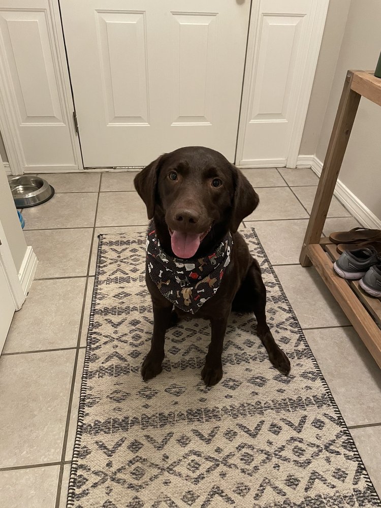 Chase-n-tails services