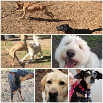 Sit and Stay - Boarding at it's best - Pet Groomers Near Me - Myrtle Beach, South Carolina